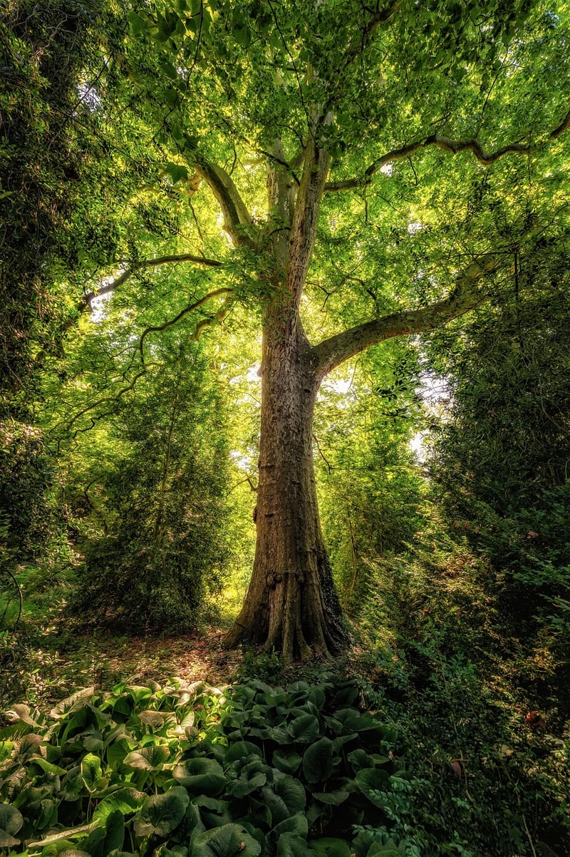 Treetop Dwellings
